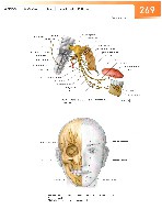 Sobotta Atlas of Human Anatomy  Head,Neck,Upper Limb Volume1 2006, page 276